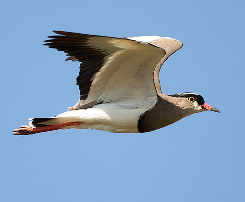 Crowned Plover in flight